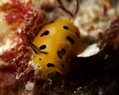 Halgerda brunneomaculata - The Grotto Dive Site
