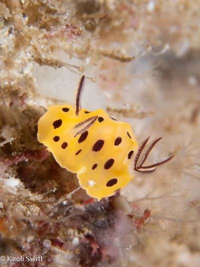 Halgerda brunneomaculata - Saipan grotto, CNMI