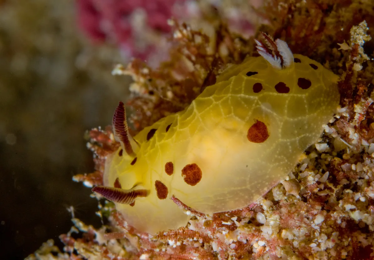 Halgerda brunneomaculata - "Lord Howe Island, Australia"