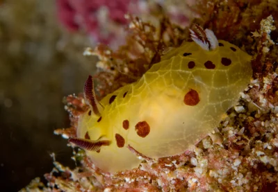 Halgerda brunneomaculata - "Lord Howe Island, Australia"