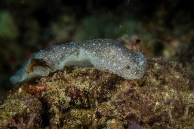 Dendrodoris albobrunnea Allan