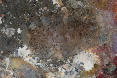 Dendrodoris albobrunnea - Tingloy, Batangas, Philippines