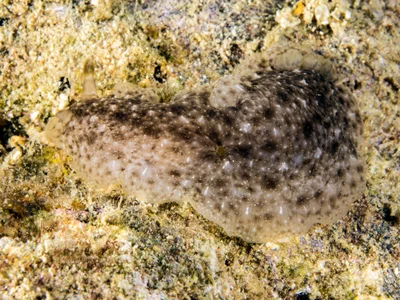 Dendrodoris albobrunnea - Milne Bay, Papua New Guinea