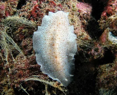 Dendrodoris albobrunnea - Gneering Shoal, Australia