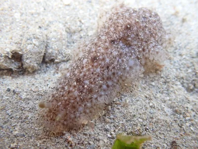 Dendrodoris albobrunnea - Province Sud, Nouvelle-Calédonie
