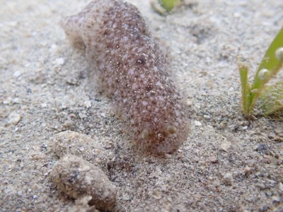 Dendrodoris albobrunnea - Province Sud, Nouvelle-Calédonie