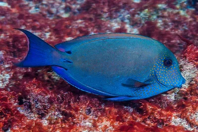 Brown surgeonfish, subadult - Acanthurus nigrofuscus