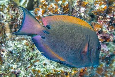 Brown surgeonfish - Acanthurus nigrofuscus
