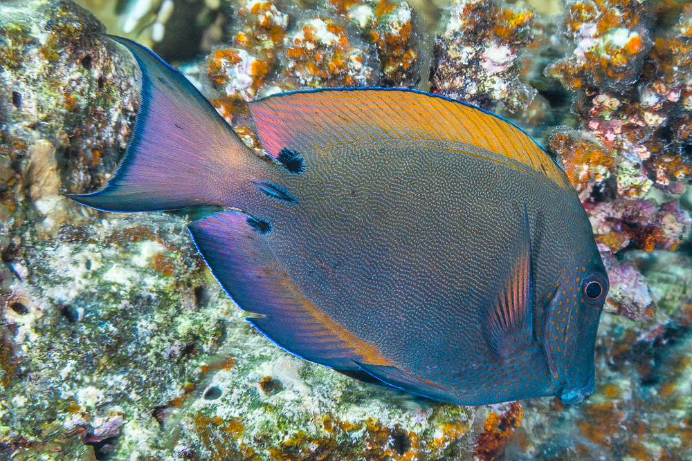 Brown surgeonfish - Acanthurus nigrofuscus