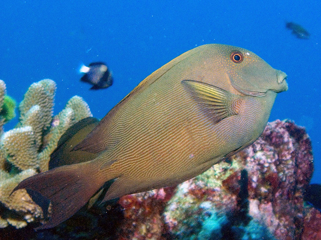 Acanthurus nigrofuscus