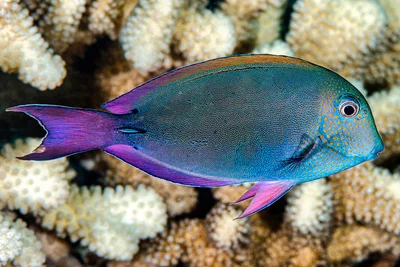 Brown surgeonfish, subadult - Acanthurus nigrofuscus