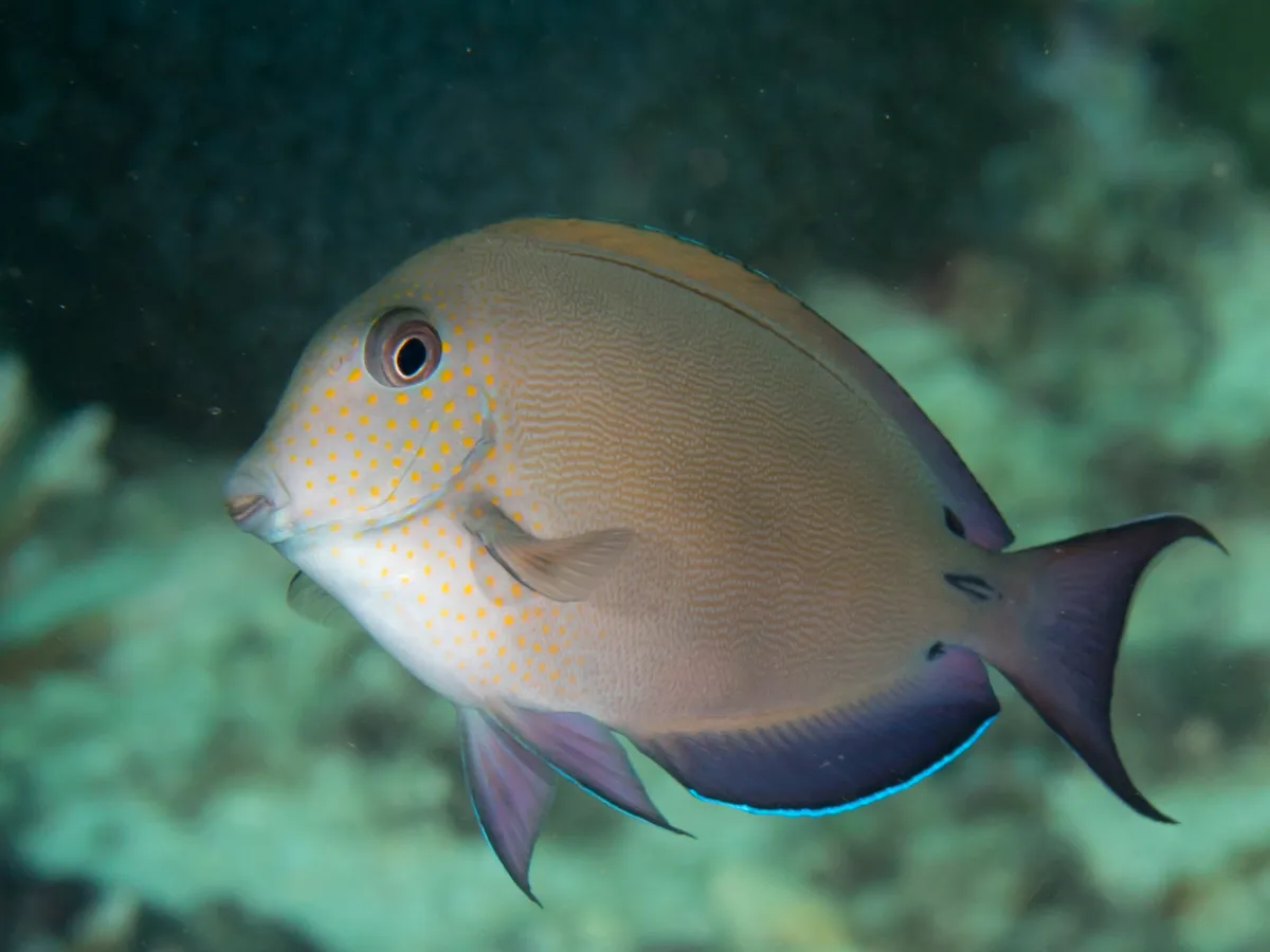 Brown surgeonfish (Acanthurus nigrofuscus)