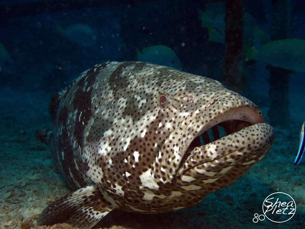 Brownspotted Grouper