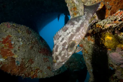 Epinephelus geoffroyi - Djibouti