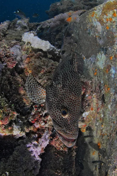 Epinephelus geoffroyi - Djibouti