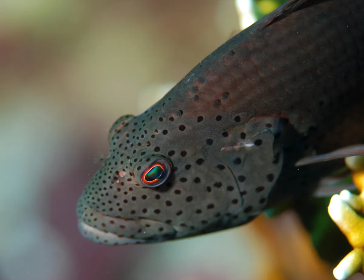Grouper