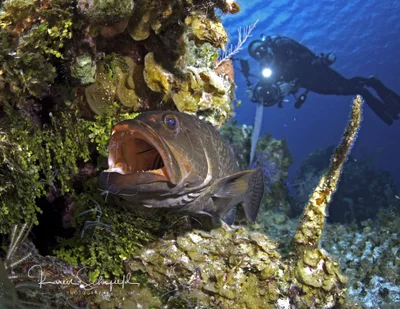 Brown Spotted Grouper (Epinephelus Chlorostigma) at cleaning station