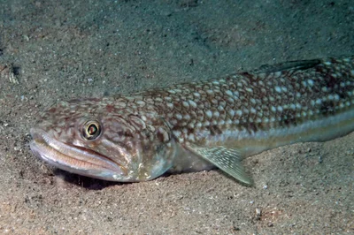 Saurida undosquamis - Exmouth, AU-WA, AU