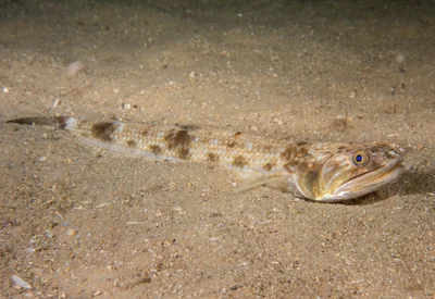 Saurida undosquamis - "Camp Cove, Sydney, Australia"