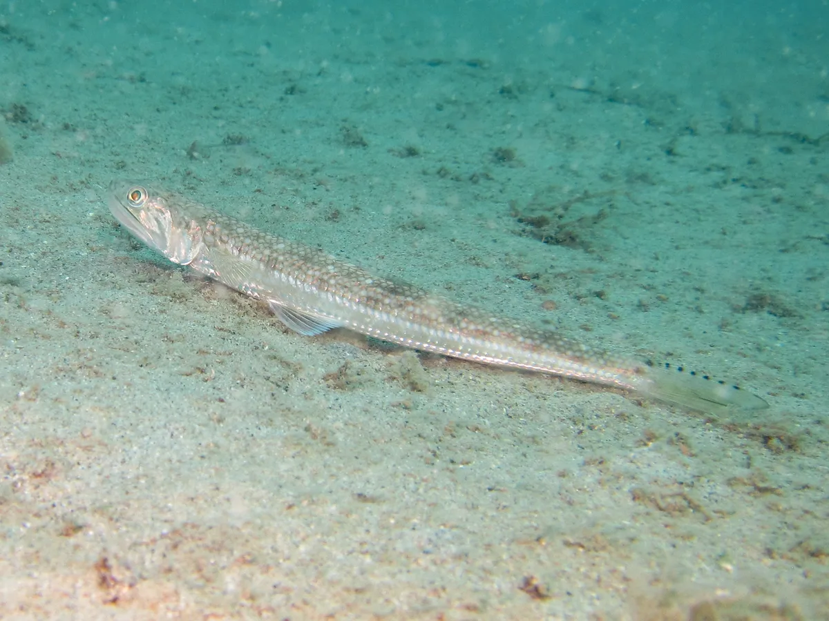 Saurida undosquamis - Great Keppel Is, Keppel Bay, QLD