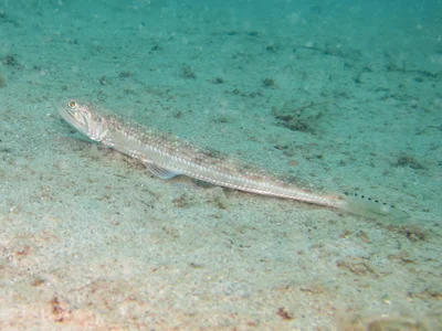 Saurida undosquamis - Great Keppel Is, Keppel Bay, QLD