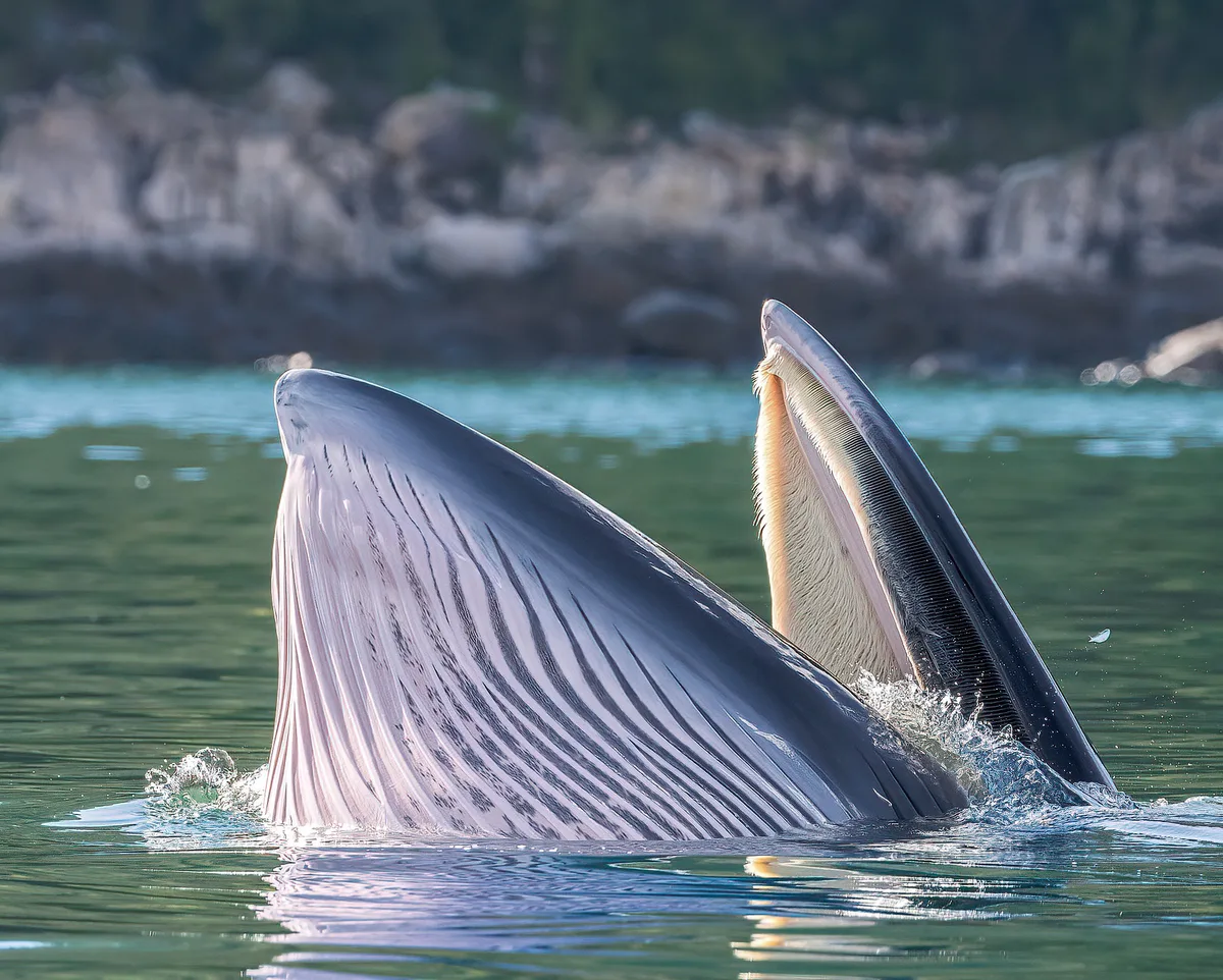 Eden's whale (Balaenoptera edeni)