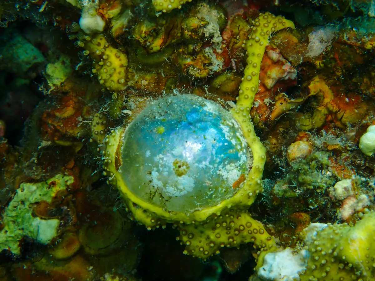 Bubble Algae