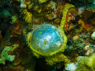 Bubble Algae