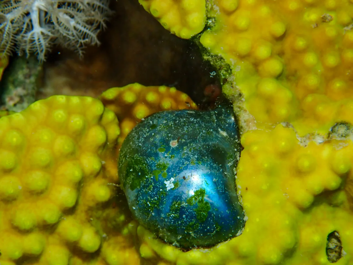 Bubble Algae