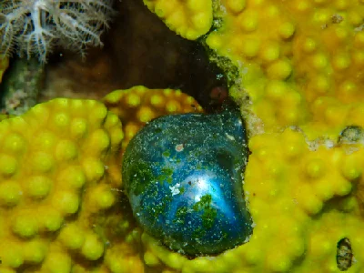 Bubble Algae