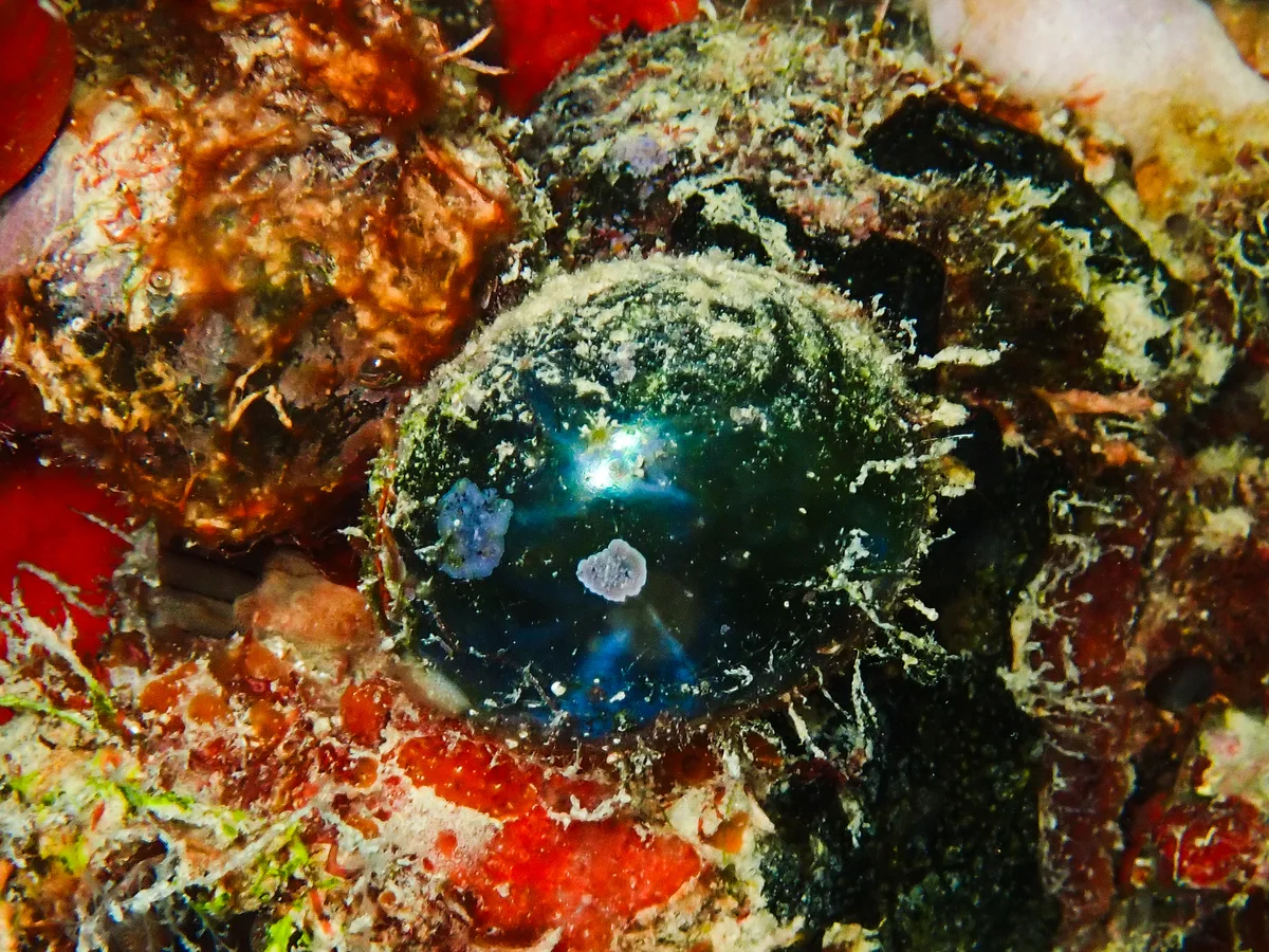 Bubble Algae