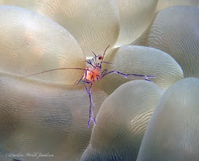 Bubble Coral Shrimp