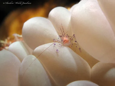 Bubble Coral Shrimp