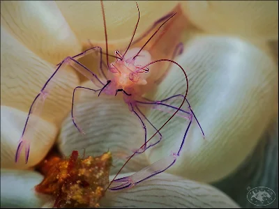 Bubble Coral Shrimp