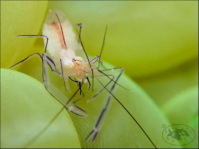 Bubble Coral Shrimp