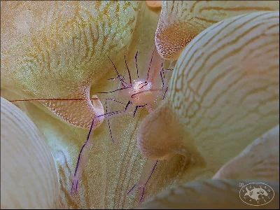 Bubble Coral Shrimp