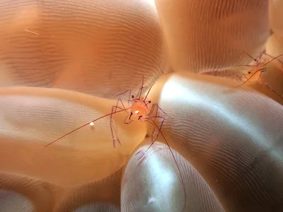 So tiny and delicate! Coral Shrimps, Palaemonella philippinensis