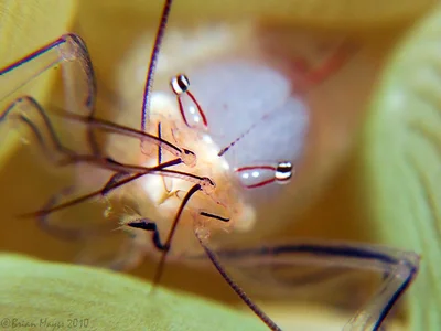Bubble Coral Shrimp (Palaemonella philippinensis)