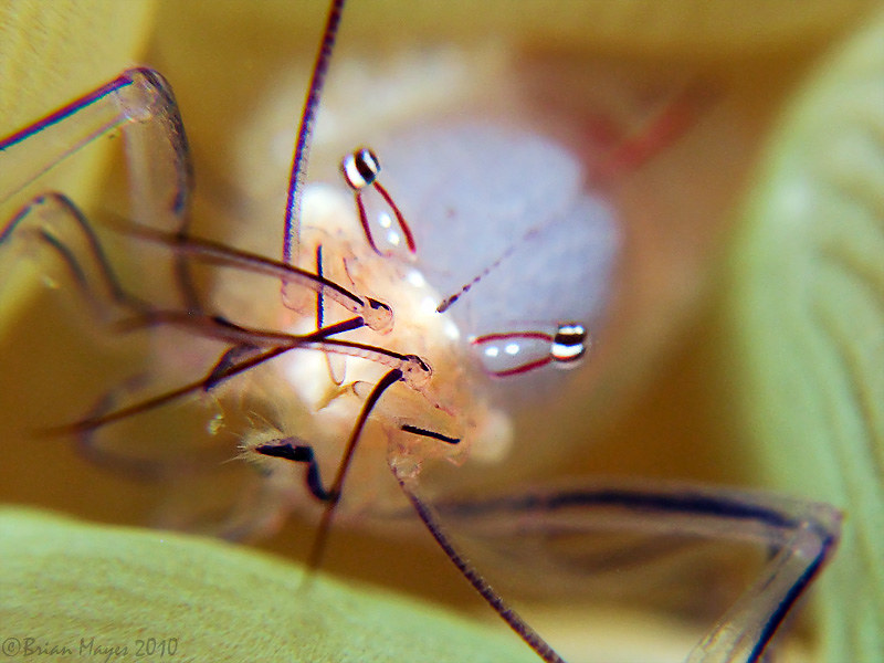 Bubble Coral Shrimp (Palaemonella philippinensis)