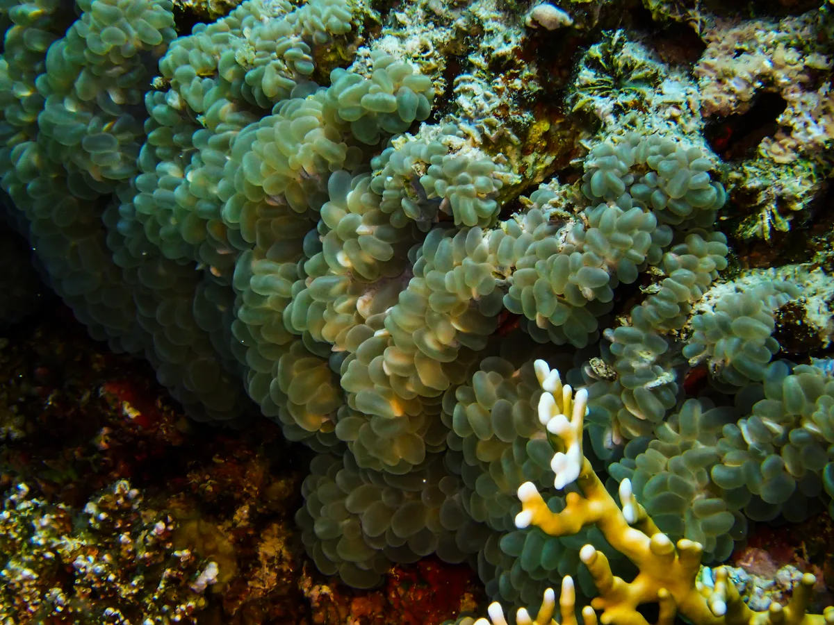 Bubble Coral
