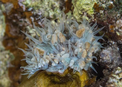 Plerogyra sinuosa - Bubble Coral
