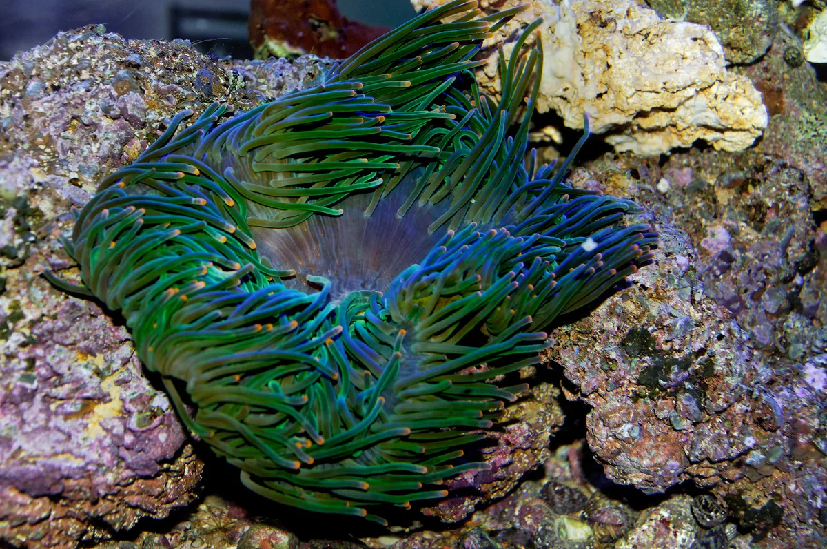 Entacmaea quadricolor