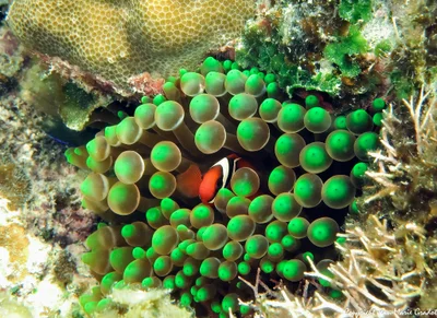 Amphiprion clarkii in Entacmaea quadricolor