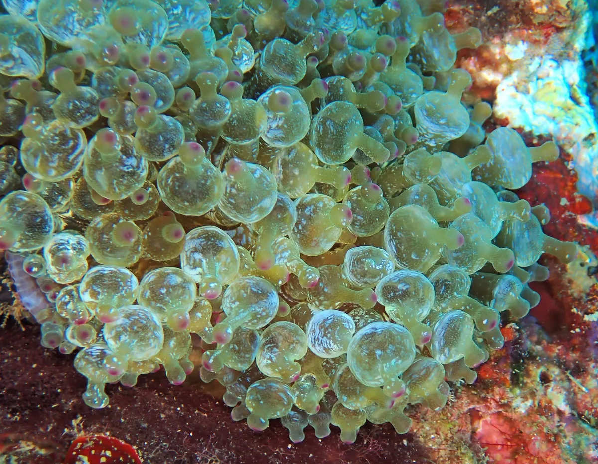 Entacmaea quadricolor