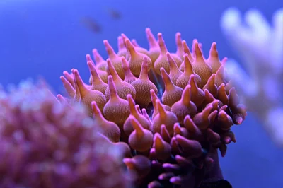 Anemone a Bolle - Entacmaea Quadricolor ⭐