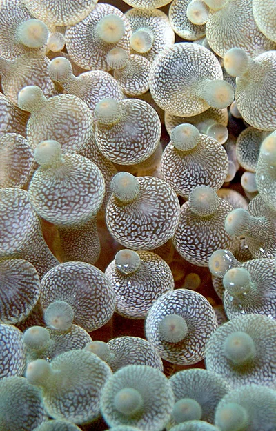 Entacmaea quadricolor