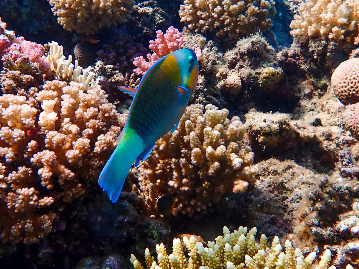 Bullethead Parrotfish