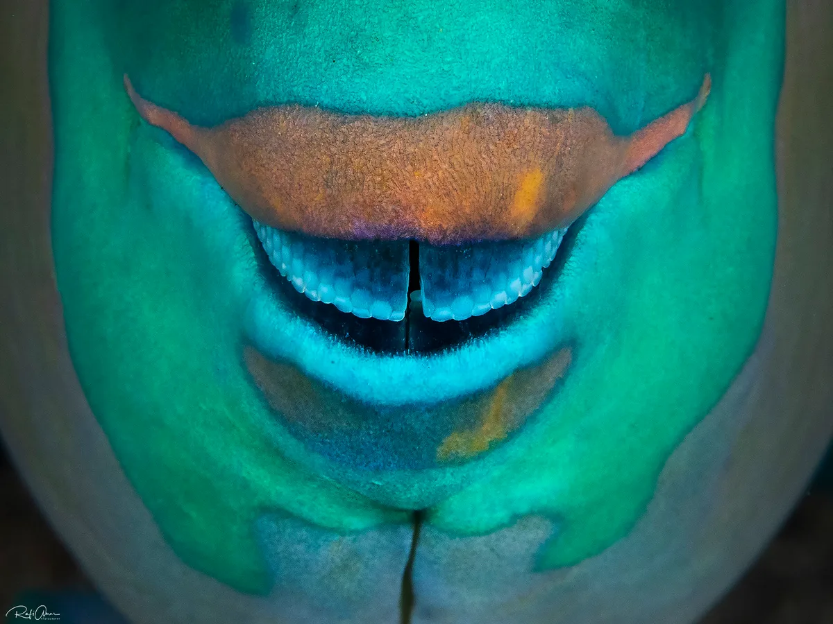 Rusty Parrotfish - Scarus ferrugineus