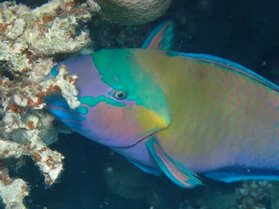 Kugelkopf-Papageifisch (Chlorurus sordidus)