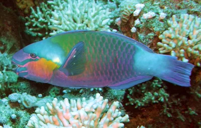 17_Chlorurus sordidus